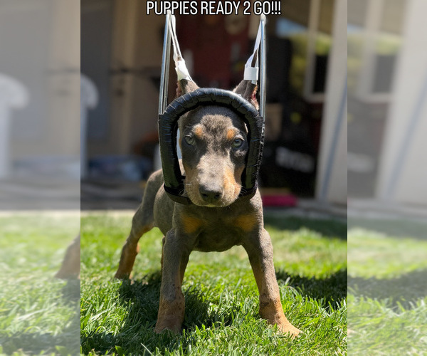 Medium Photo #2  Breeder Profile in CERES, CA, USA