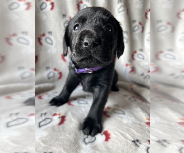 Medium Photo #6  Breeder Profile in NOTTINGHAM, PA, USA