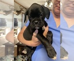 Small #13 Breeder Profile image