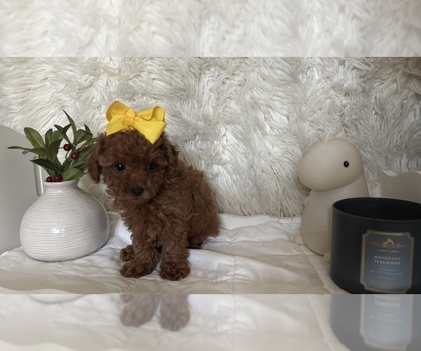 Medium Photo #4  Breeder Profile in DALLAS, TX, USA