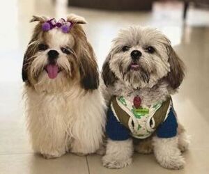 Shih Tzu Dog Breeder near ANTELOPE, CA, USA