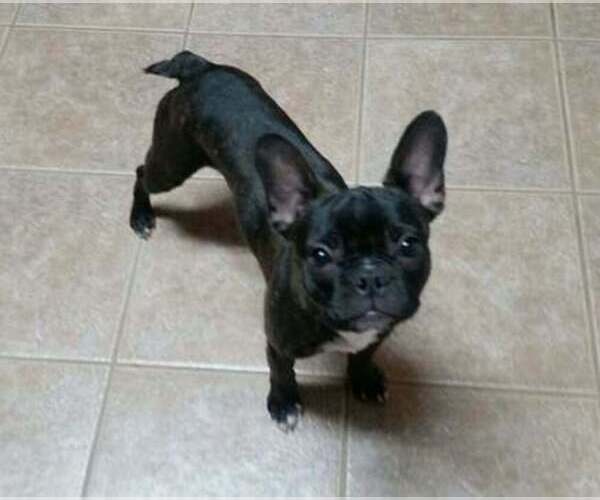 Medium Photo #1  Breeder Profile in DEL VALLE, TX, USA