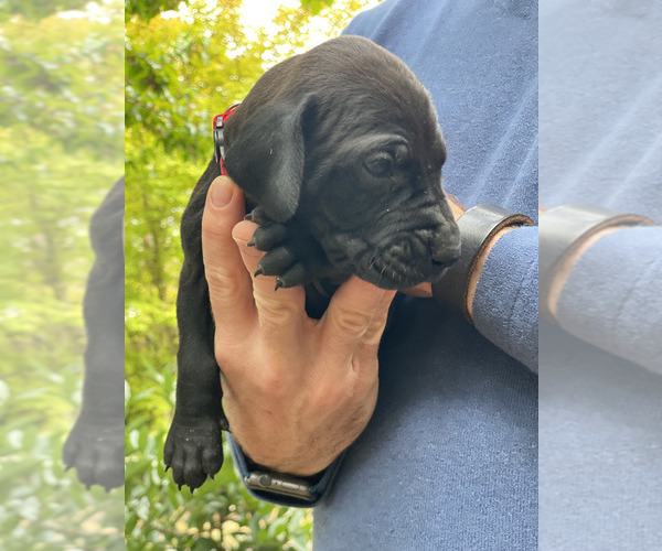 Medium Photo #7  Breeder Profile in LAKE OSWEGO, OR, USA