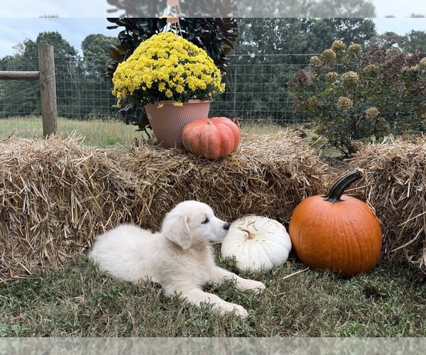 Medium Photo #1  Breeder Profile in BOWERSVILLE, GA, USA