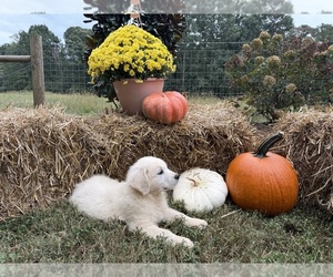 English Cream Golden Retriever Dog Breeder near BOWERSVILLE, GA, USA