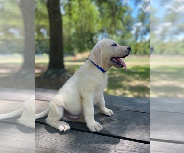 Medium Photo #3  Breeder Profile in LOVELADY, TX, USA