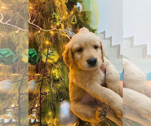 Medium Photo #1  Breeder Profile in LA MESA, CA, USA