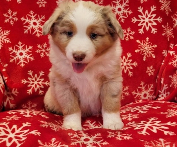 Medium Photo #27  Breeder Profile in AMERICUS, KS, USA