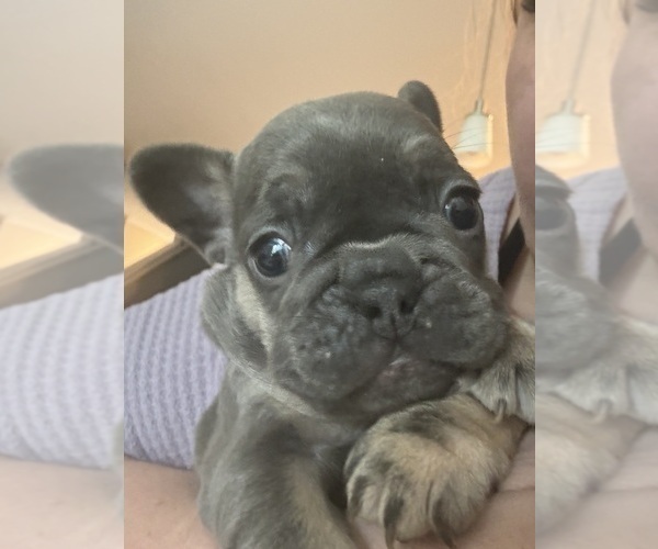 Medium Photo #13  Breeder Profile in JEFFERSONVILLE, IN, USA