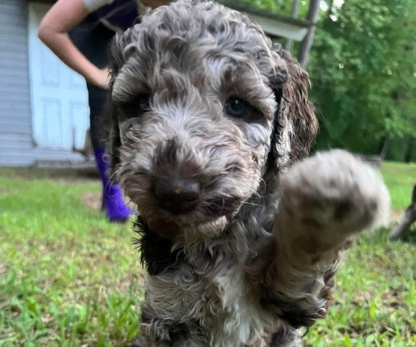 Medium Photo #1  Breeder Profile in ABINGDON, VA, USA