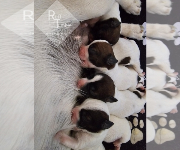 Medium Photo #1  Breeder Profile in HARVEL, IL, USA