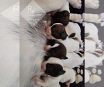 Small breeder photo