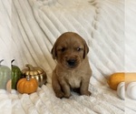 Small #6 Breeder Profile image