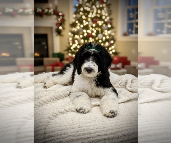 Medium Photo #1  Breeder Profile in MENIFEE, CA, USA