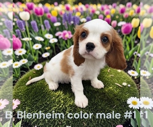 Cavalier King Charles Spaniel Dog Breeder near MONTPELIER, OH, USA