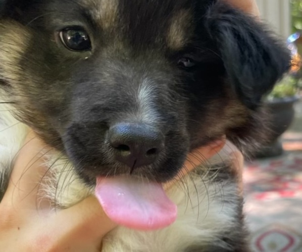 Medium Photo #1  Breeder Profile in COLUMBUS, IN, USA