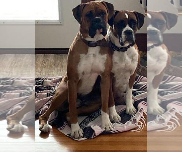 Medium Photo #1  Breeder Profile in LIME SPRINGS, IA, USA