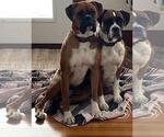 Small breeder photo