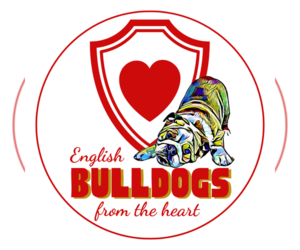 English Bulldog Dog Breeder in HIDDEN VALLEY LAKE,  USA