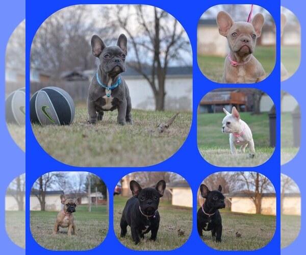 Medium Photo #1  Breeder Profile in SHEPHERDSVILLE, KY, USA