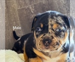Small #2 Breeder Profile image