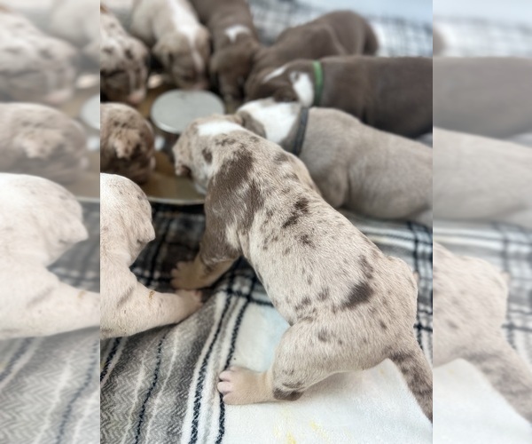 Medium Photo #1  Breeder Profile in GODLEY, TX, USA