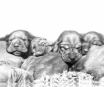 Small breeder photo