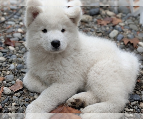 Medium Photo #1  Breeder Profile in PALO ALTO, CA, USA