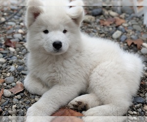 Samoyed Dog Breeder near PALO ALTO, CA, USA
