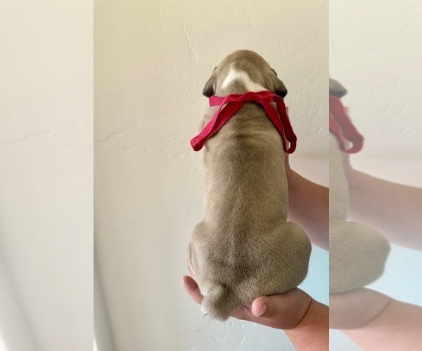 Medium Photo #10  Breeder Profile in COMMERCE, TX, USA