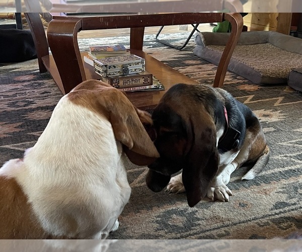Medium Photo #1  Breeder Profile in IDABEL, OK, USA