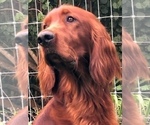 Small #1 Breeder Profile image