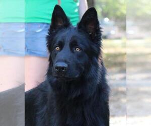 German Shepherd Dog Dog Breeder near MEADOW, TX, USA