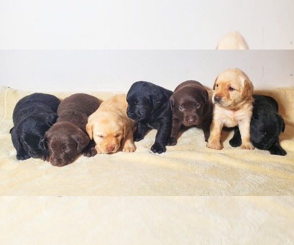 Medium Photo #1  Breeder Profile in CATO, NY, USA