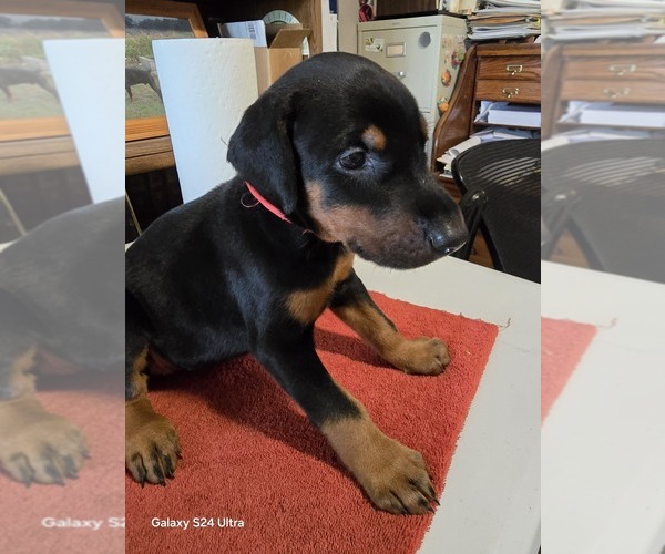 Medium Photo #1  Breeder Profile in BEAVER CITY, NE, USA