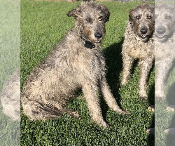 Medium Photo #1  Breeder Profile in WOLCOTT, IN, USA