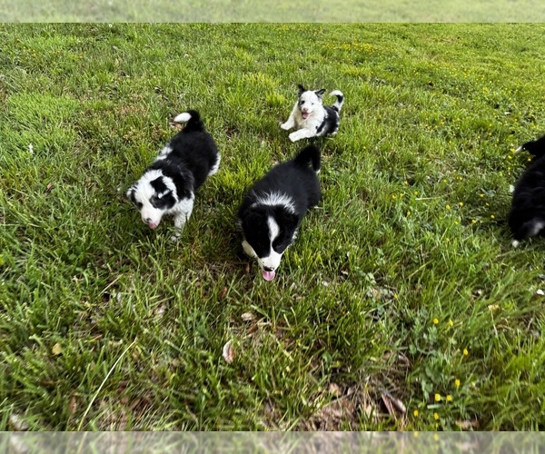 Medium Photo #12  Breeder Profile in SWANNANOA, NC, USA