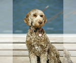 Small #12 Breeder Profile image