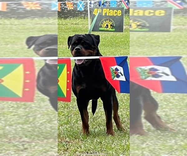 Medium Photo #1  Breeder Profile in TOWN N COUNTRY, FL, USA