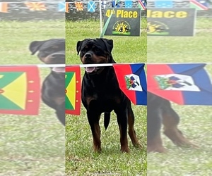 Main photo of French Bulldog Dog Breeder near TOWN N COUNTRY, FL, USA