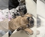 Small #1 Breeder Profile image