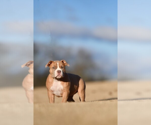 Medium Photo #4  Breeder Profile in LAWRENCEVILLE, GA, USA