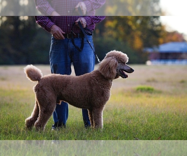 Medium Photo #3  Breeder Profile in RHINE, GA, USA