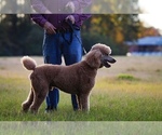 Small #2 Breeder Profile image