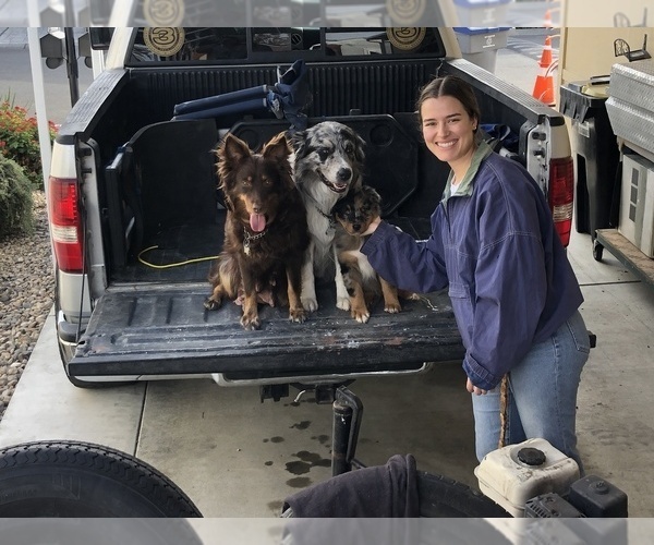 Medium Photo #83  Breeder Profile in SUNNYVALE, CA, USA