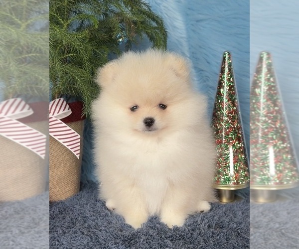 Medium Photo #6  Breeder Profile in KENNESAW, GA, USA