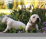 Small #2 Breeder Profile image