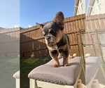 Small #4 Breeder Profile image