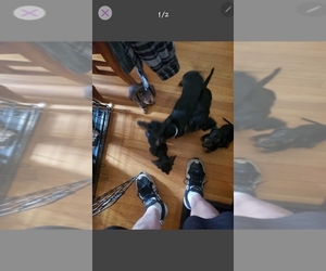 Dachshund Dog Breeder near INDIANAPOLIS, IN, USA