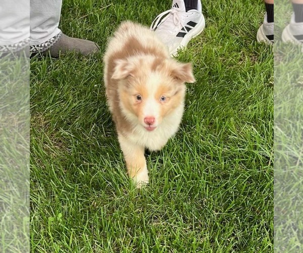 Medium Photo #11  Breeder Profile in WENTZVILLE, MO, USA